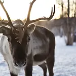 Wilderness & Igloos Hotel Inari