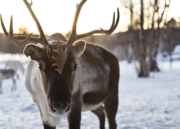 Wilderness & Igloos ホテル イナリ
